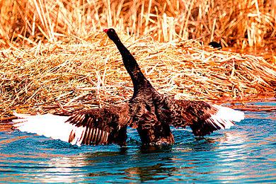 《Fate＆Samurai Remnant》新预告片展示剧情＆角色